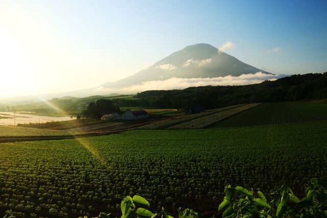 Mt. Yotei om sommeren, Niseko