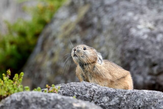 Pika-kanin,