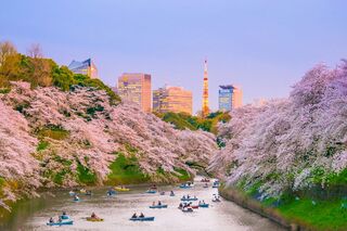 Sakura-blomstring i Ueno Park, Tokyo