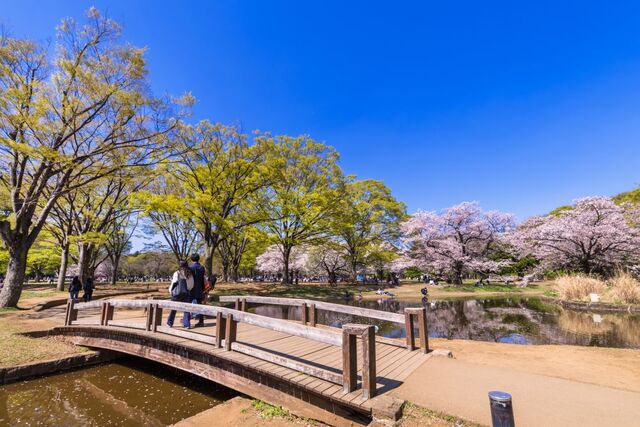 Yoyogi Park, Tokyo