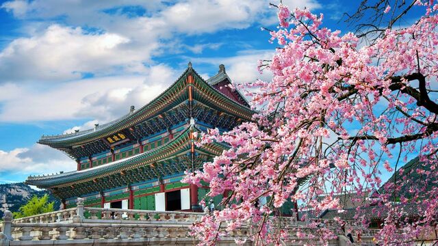Kirsebærblomstring ved tempel i Seoul, Korea 