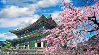 Kirsebærblomstring ved tempel i Seoul, Korea 