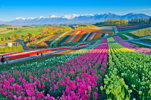 Bølgende blomsterbakker i Furano, Hokkaido