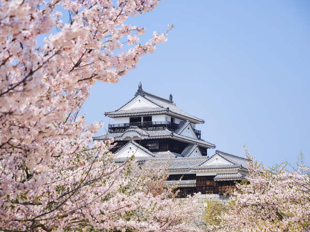 Matsuyama-borgen med kirsebærblomster, Matsuyama