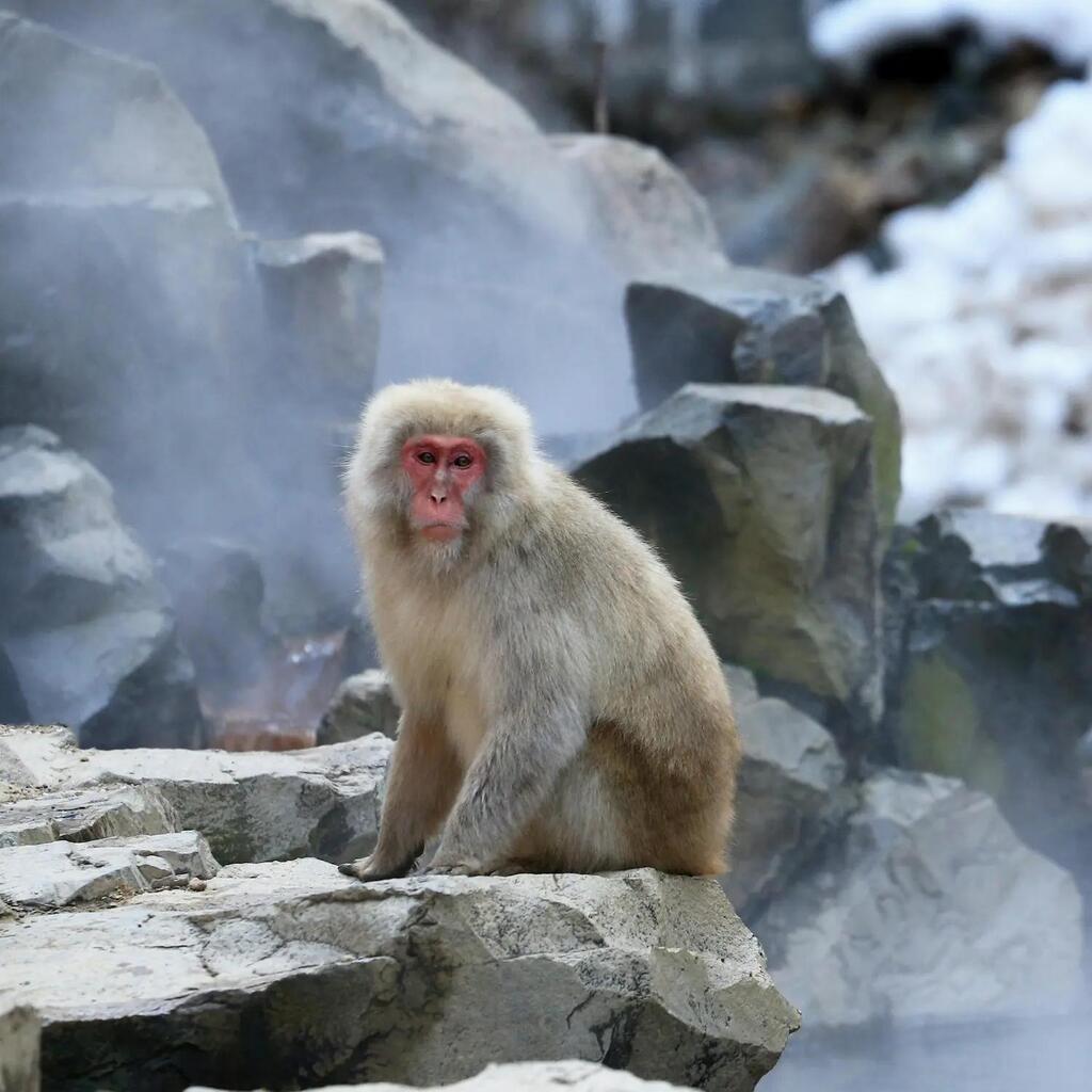  Sugatami-søen ved foden af Asahidake i Daisetsuzan National Park på Hokkaido