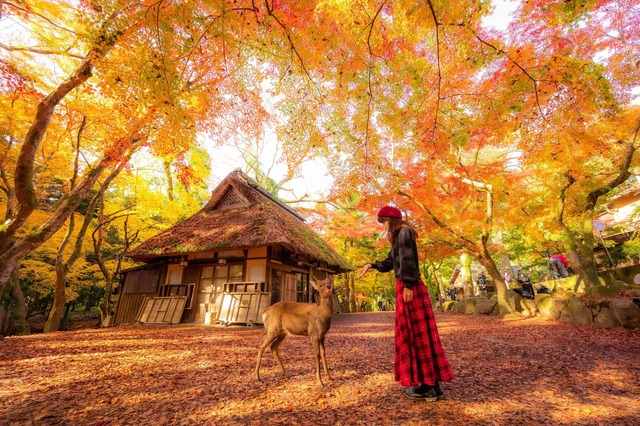 Hjort i Nara Park om efteråret 