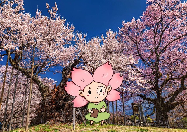 Mono-chan foran det gamle kirsebærtræ Jindai Zakura i Yamanashi, Japan. 