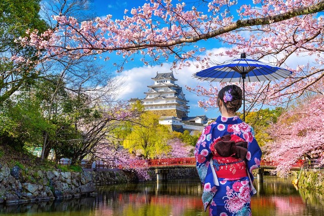 Kvinde i blomstret kimono med en blå papirparasol, der ser mod Himeji-slottet gennem kirsebærblomster