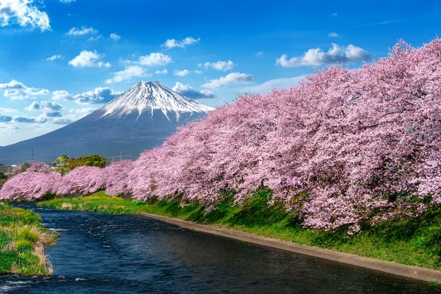 Række af lyserøde kirsebærtræer langs en flod med det snedækkede Fuji-bjerg i baggrunden, Shizuoka