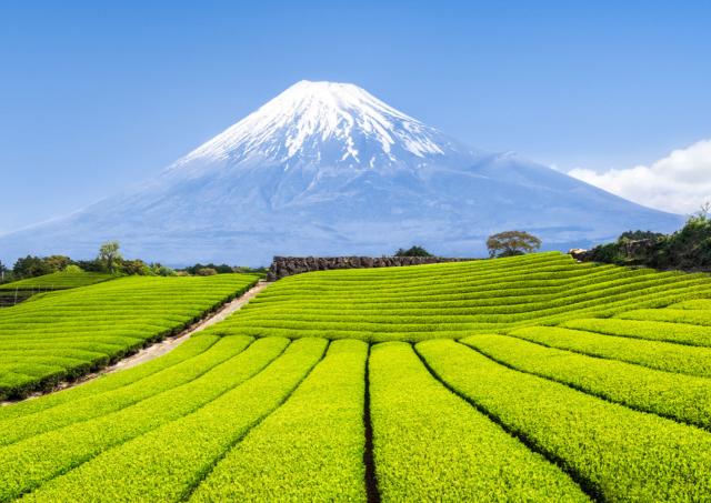 Mount Fuji med grønne teplantager i forgrunden