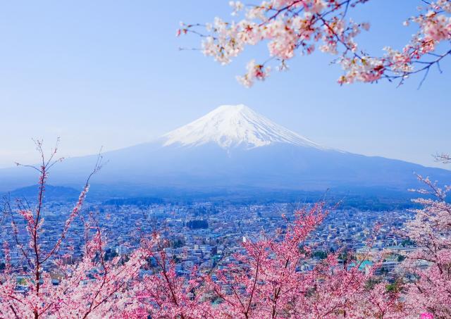 Mount Fuji med kirsebærblomster om foråret