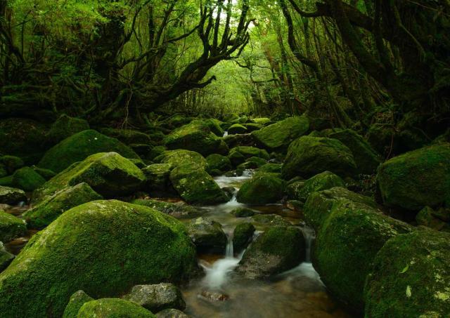 Yakushima-skoven