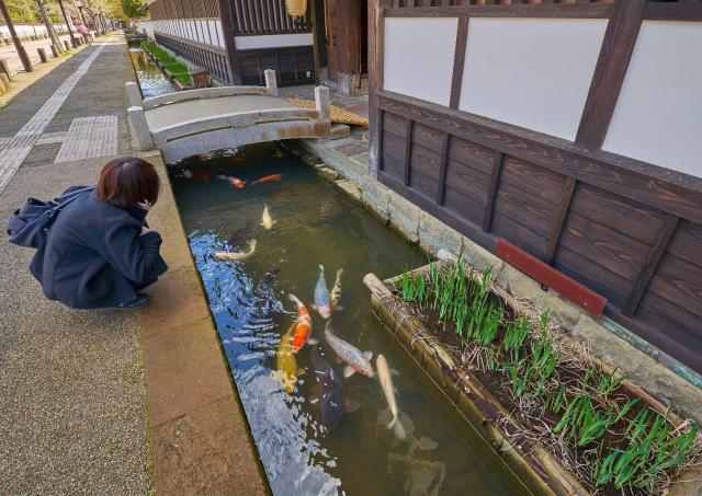 Karpe på Tonomachi-gaden, Tsuwano
