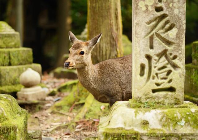 Sika-hjort ved Kasugataisha-helligdommen, Nara