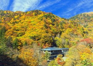 Skovene i Izu-Kogen om efteråret