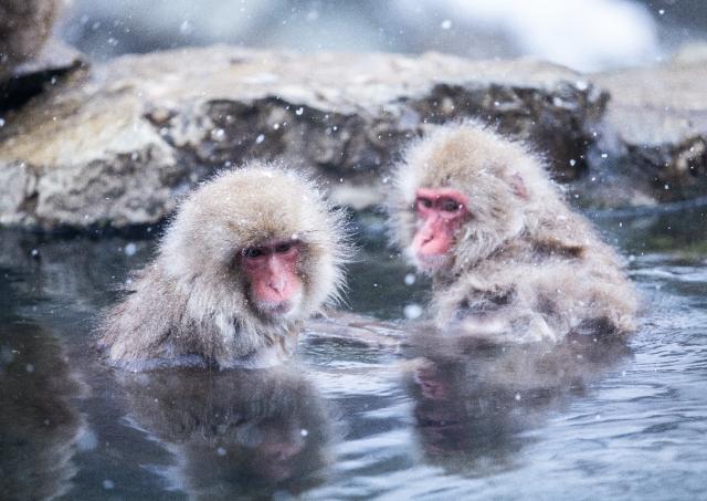 Sneaber bader i varme kilder i Jigokudani Park, Shibu Onsen