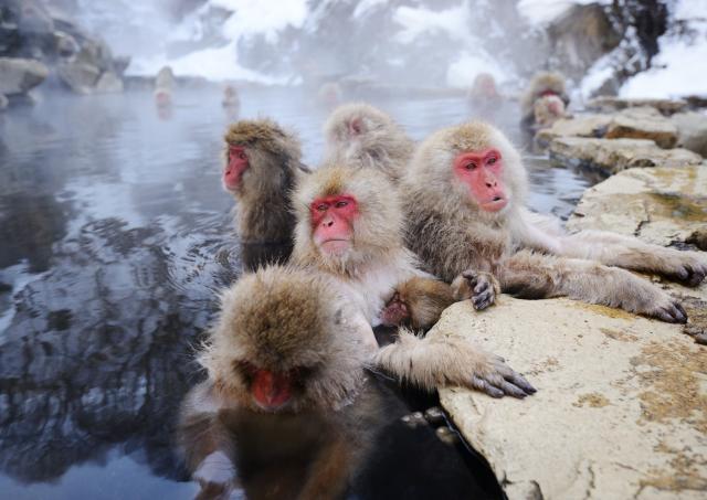 Sneaber bader i varme kilder i Jigokudani Park