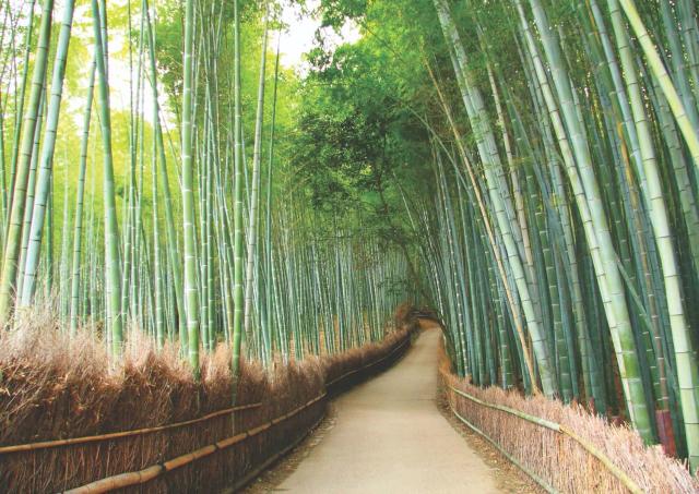 Arashiyama, Kyotos bambusskov
