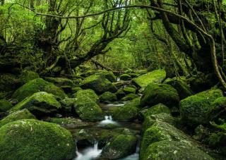 Skovene i Yakushima