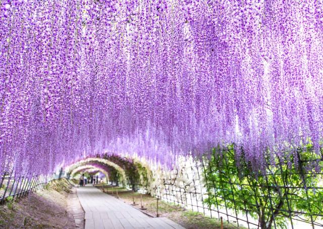 Tunnel af blåregn i Kawachi Fuji Garden