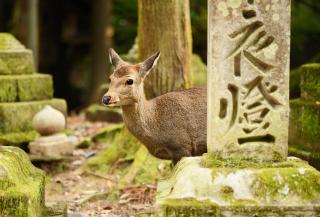 Naras hjortepark