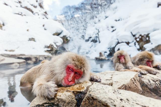 Jigokudani abeparken