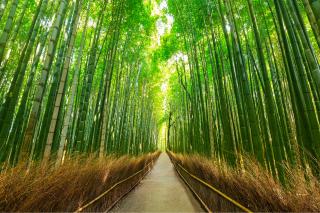 Arashiyama bambusskoven