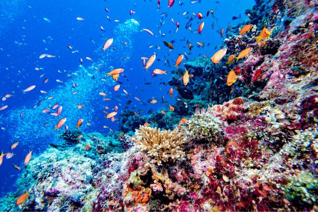 Maldivernes koralrev