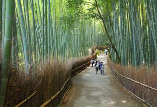 Arashiyama bambusskoven, Kyoto