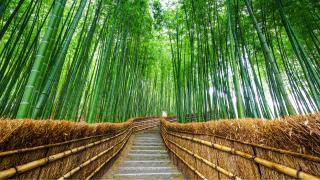 Arahiyama bambusskoven, Sagano