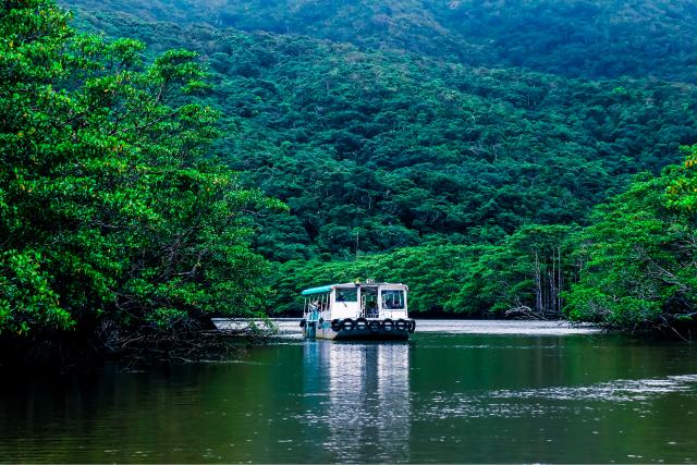 Mangroveskov, Iriomote