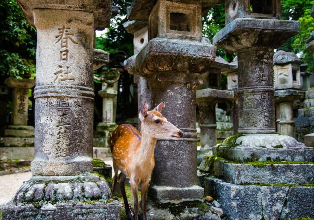 Hjorte i Nara-parken, Nara