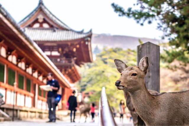 Hjorte ved Kasuga Taisha-helligdommen, Nara