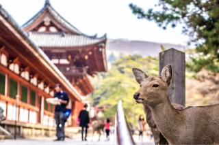 Hjorte ved Kasuga Taisha-helligdommen, Nara