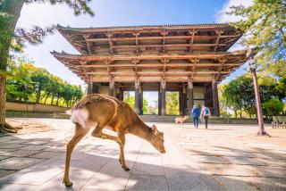Kyoto og Nara - heldagstur