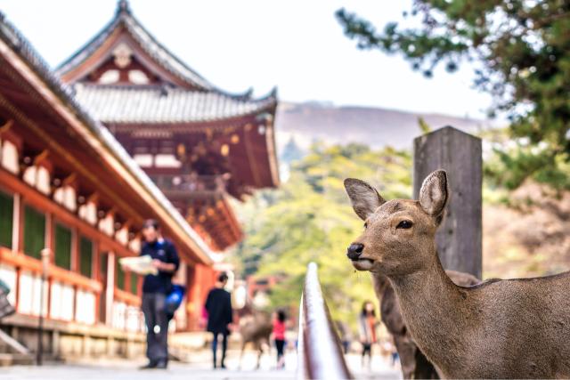 Fredelige hjorte i Nara