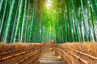 Bambusskov, Arashiyama