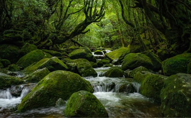 Øen Yakushima