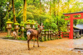 Naras hjortepark