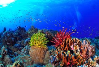 Koralrev i Okinawa