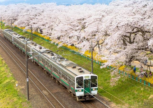 Tog passerer en række blomstrende kirsebærtræer i Japan
