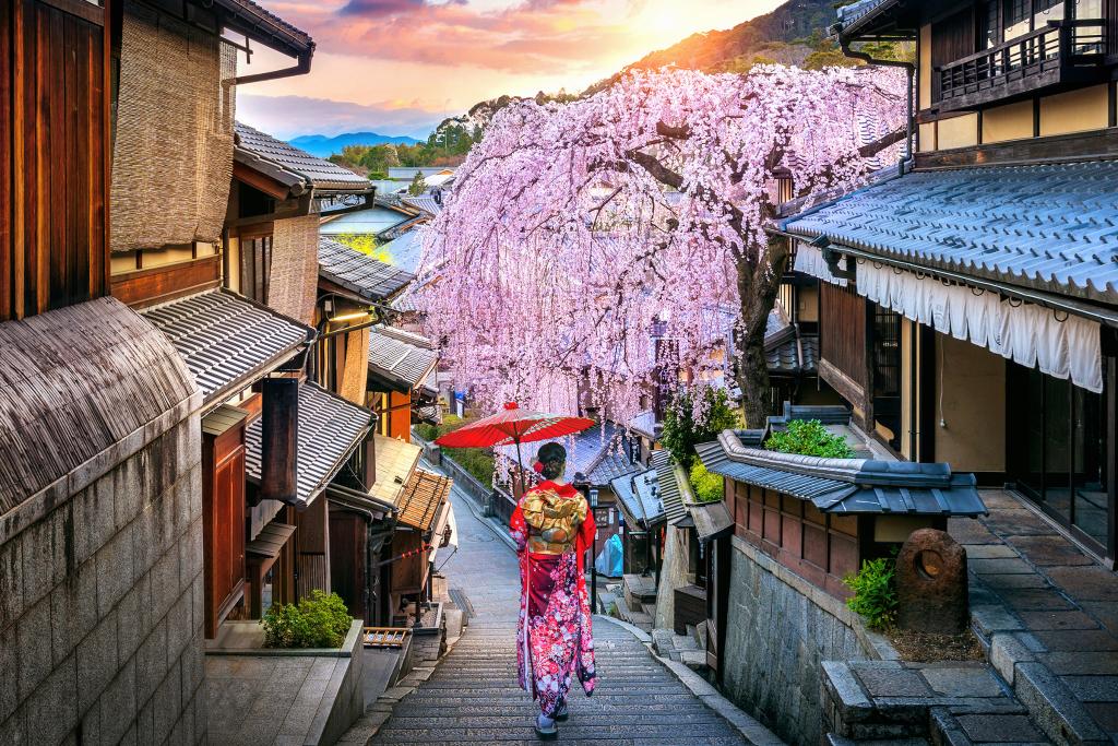 Sakura kirsebærtræernes blomstring i Kyoto