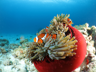 Kerama øerne, Okinawa